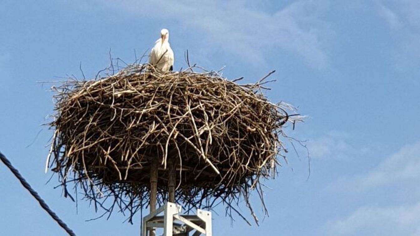 Kimagasló számú gólya kelt tavaly Szegeden, már vissza is tért egy részük