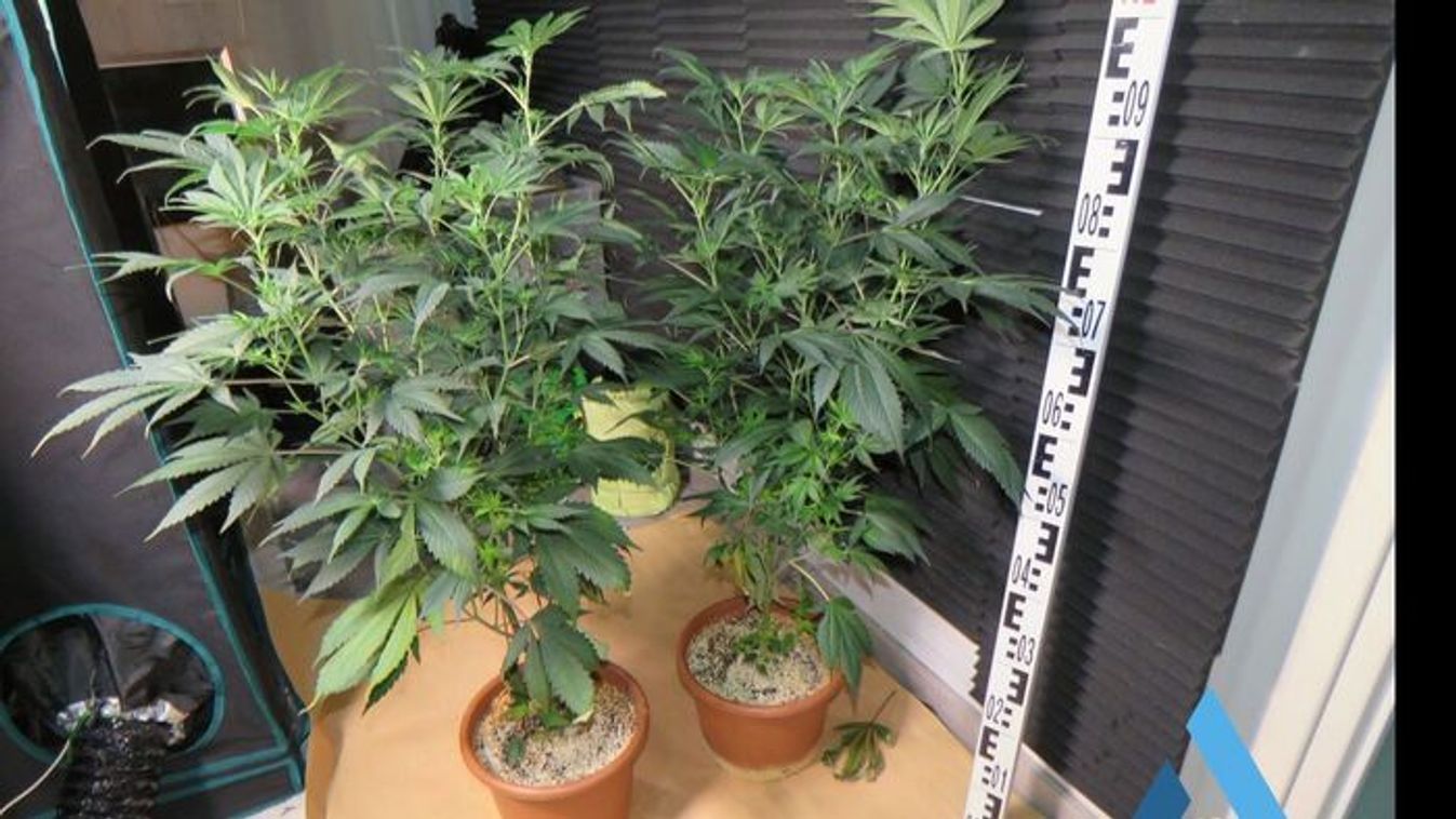 Helyszíni rajtaütés Szegeden: Cannabisültetvényt tártak fel a nyomozók