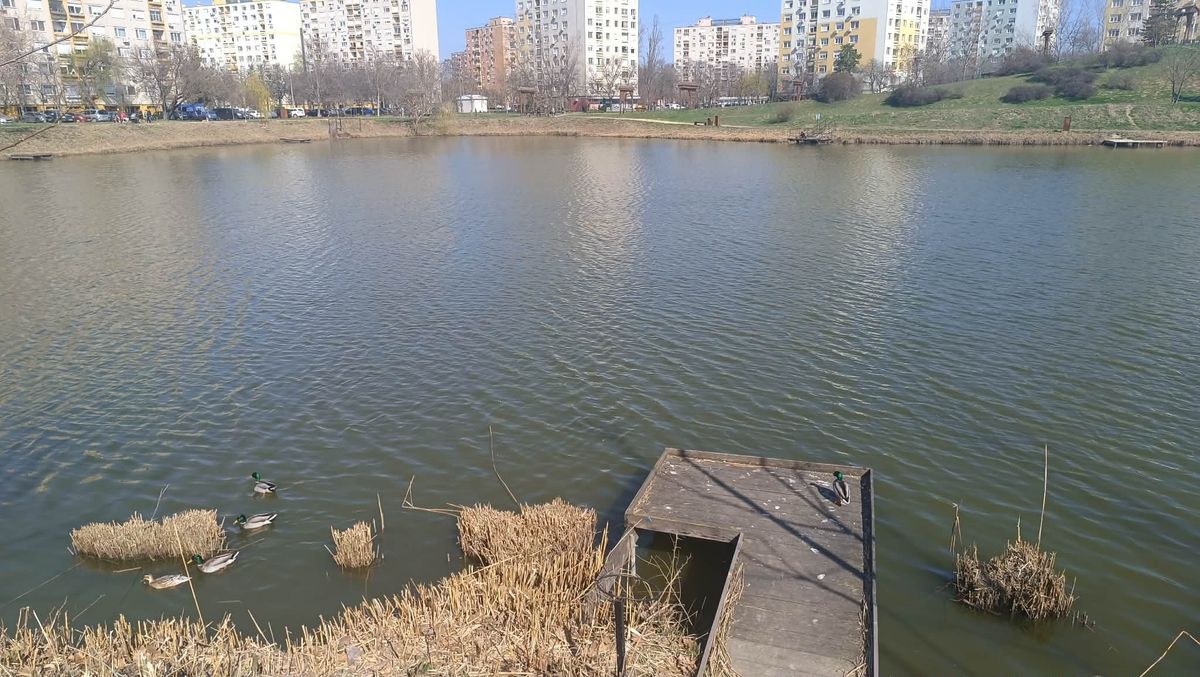 Teljes nádvágás után új kérdések a szegedi Vértónál
