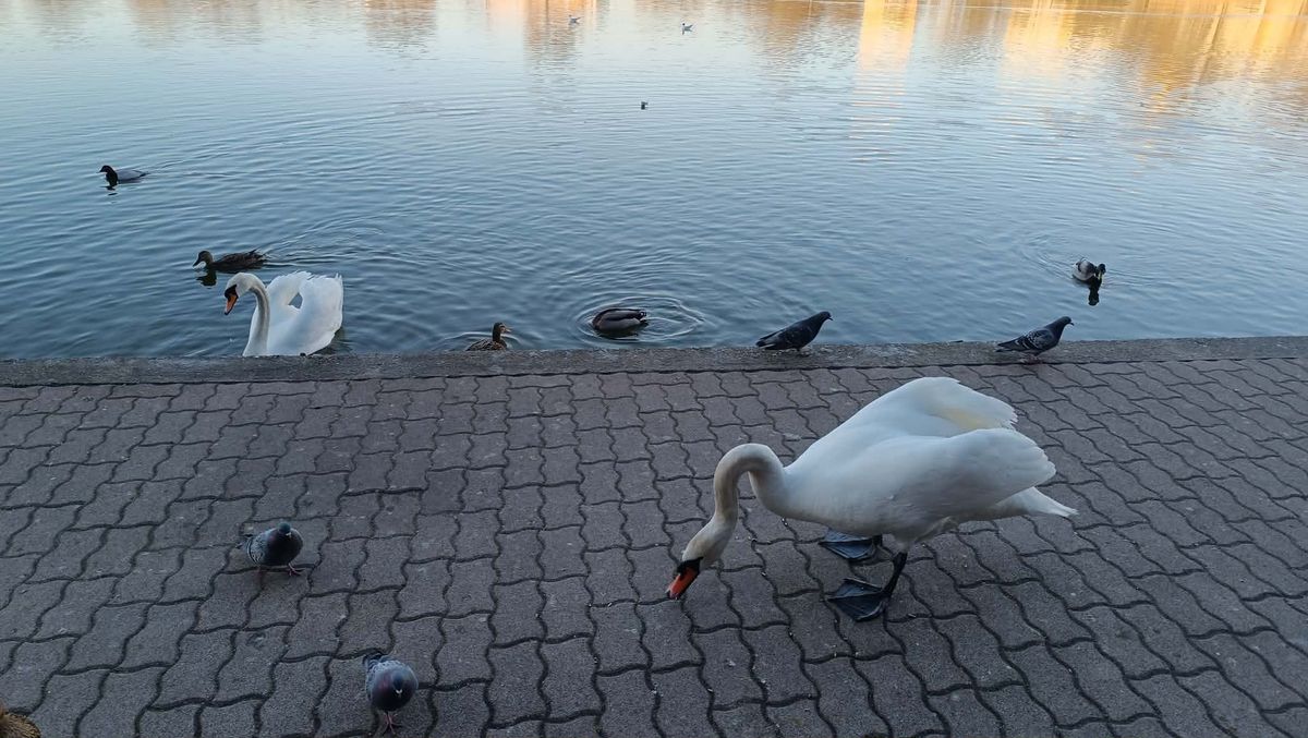 A víztükrön megtelepedő fenséges hattyú pár azonnal a járókelők kedvencévé vált. Fotó: SzegedMA