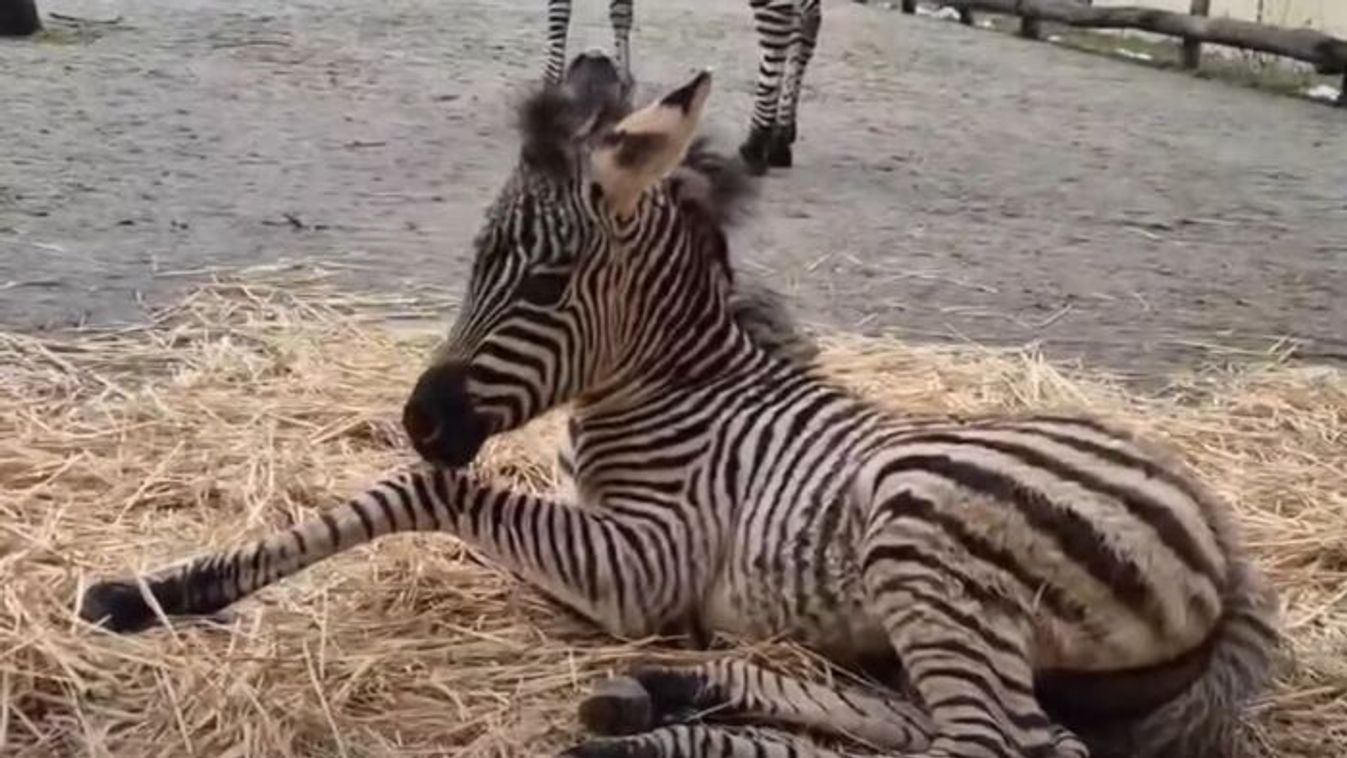 Új lakó érkezett a Szegedi Vadasparkban: nevet keresnek a zebra csikónak