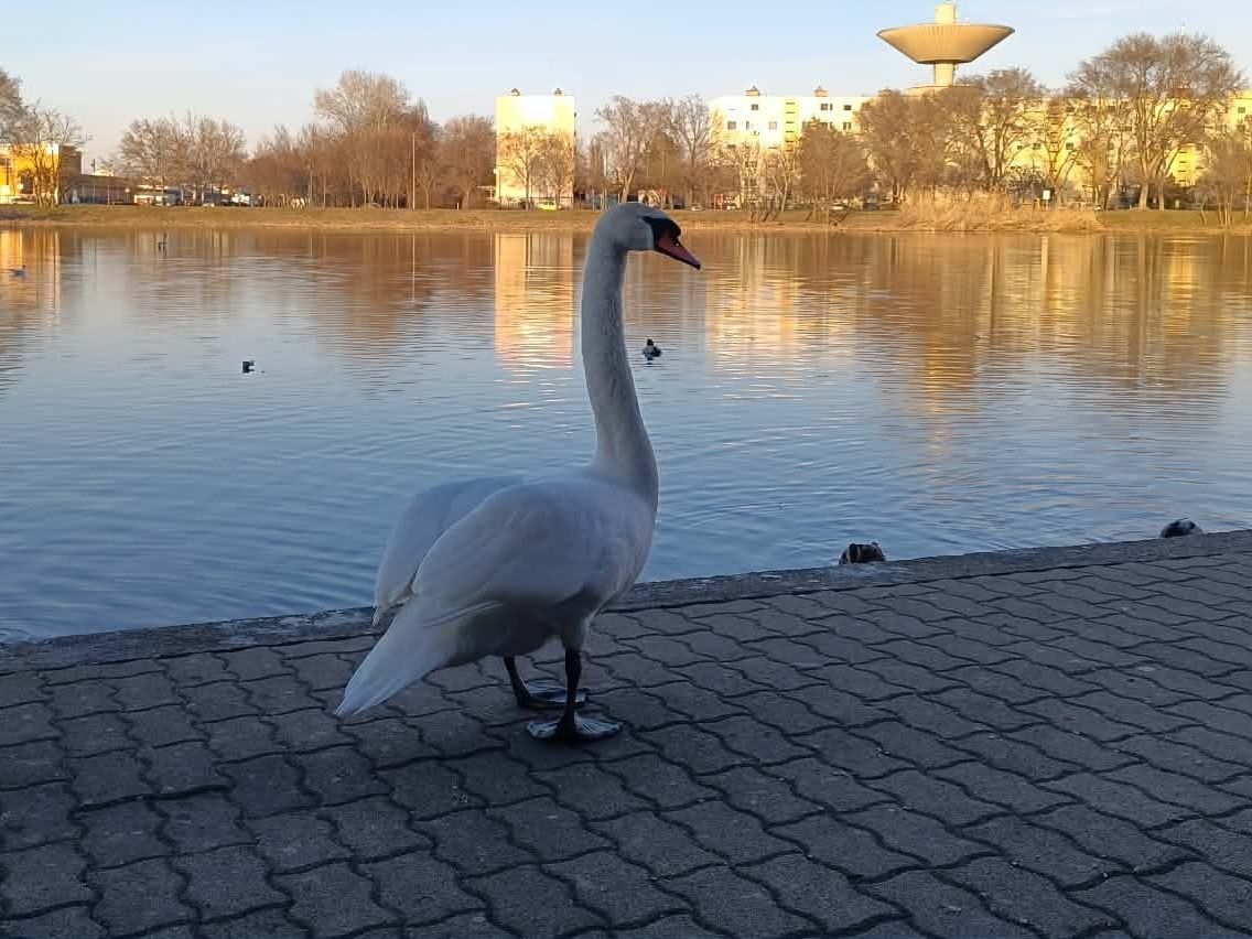 Vadvilág a bevásárlóközpontnál: Egy fenséges hattyú pár uralja a Búvártavat