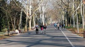 Robbanásszerűen terjed a pollen Szeged levegőjében: korán jött a tavaszi rémálom