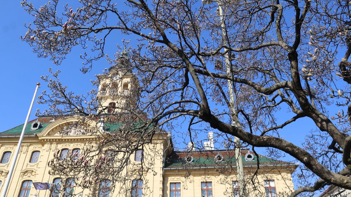 A Széchenyi téri található magnóliafák már csaknem száz évesek. (Fotó: Tóth Norbert)