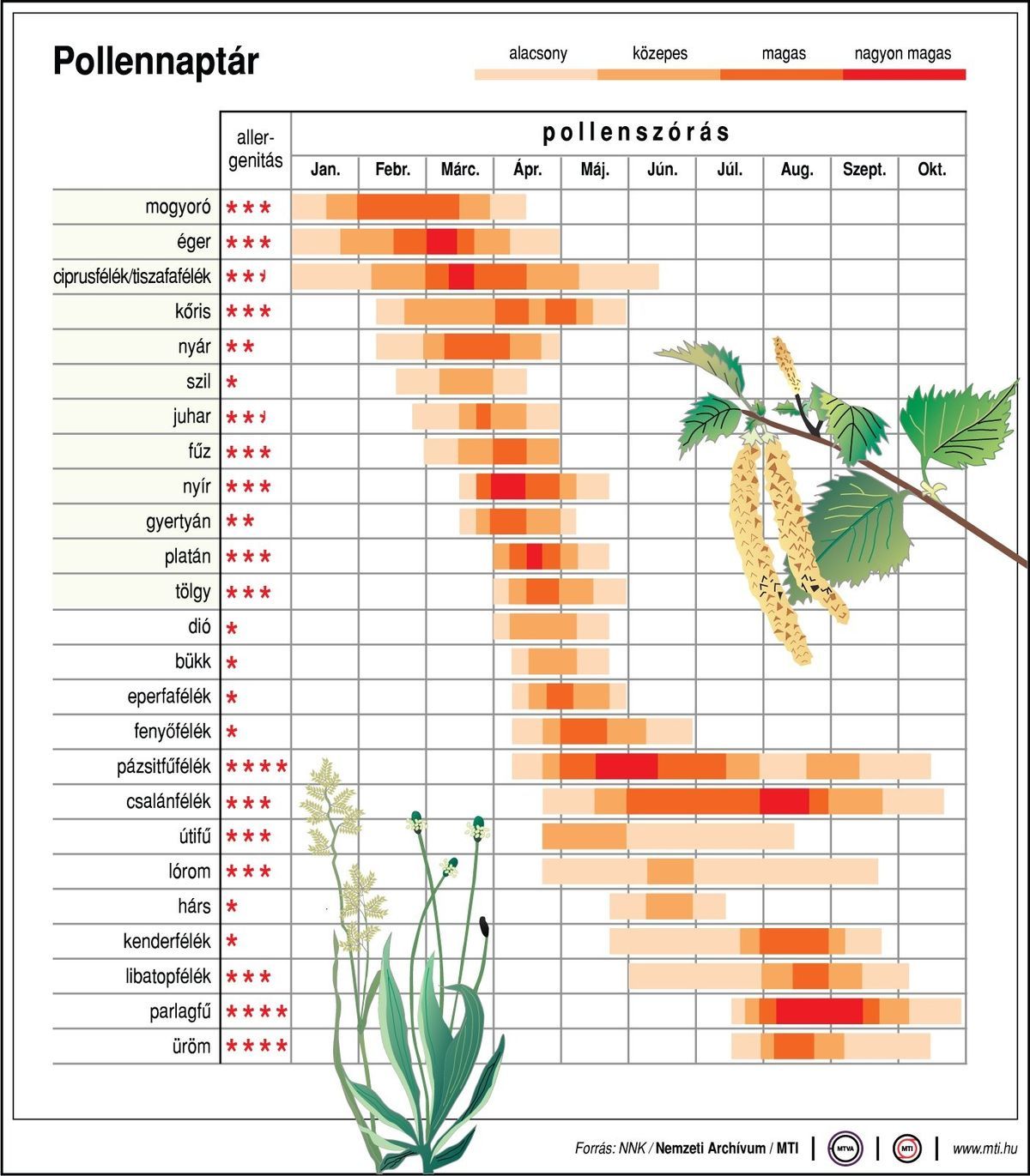 Allergén növények pollenszórási ideje és erőssége Fotó: MTI