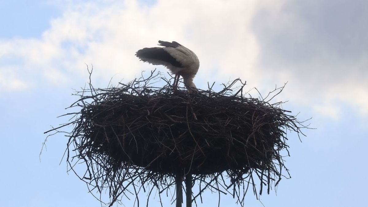 Fészkét igazgató gólya a Vadkerti téren. (Fotó: Tóth Norbert)