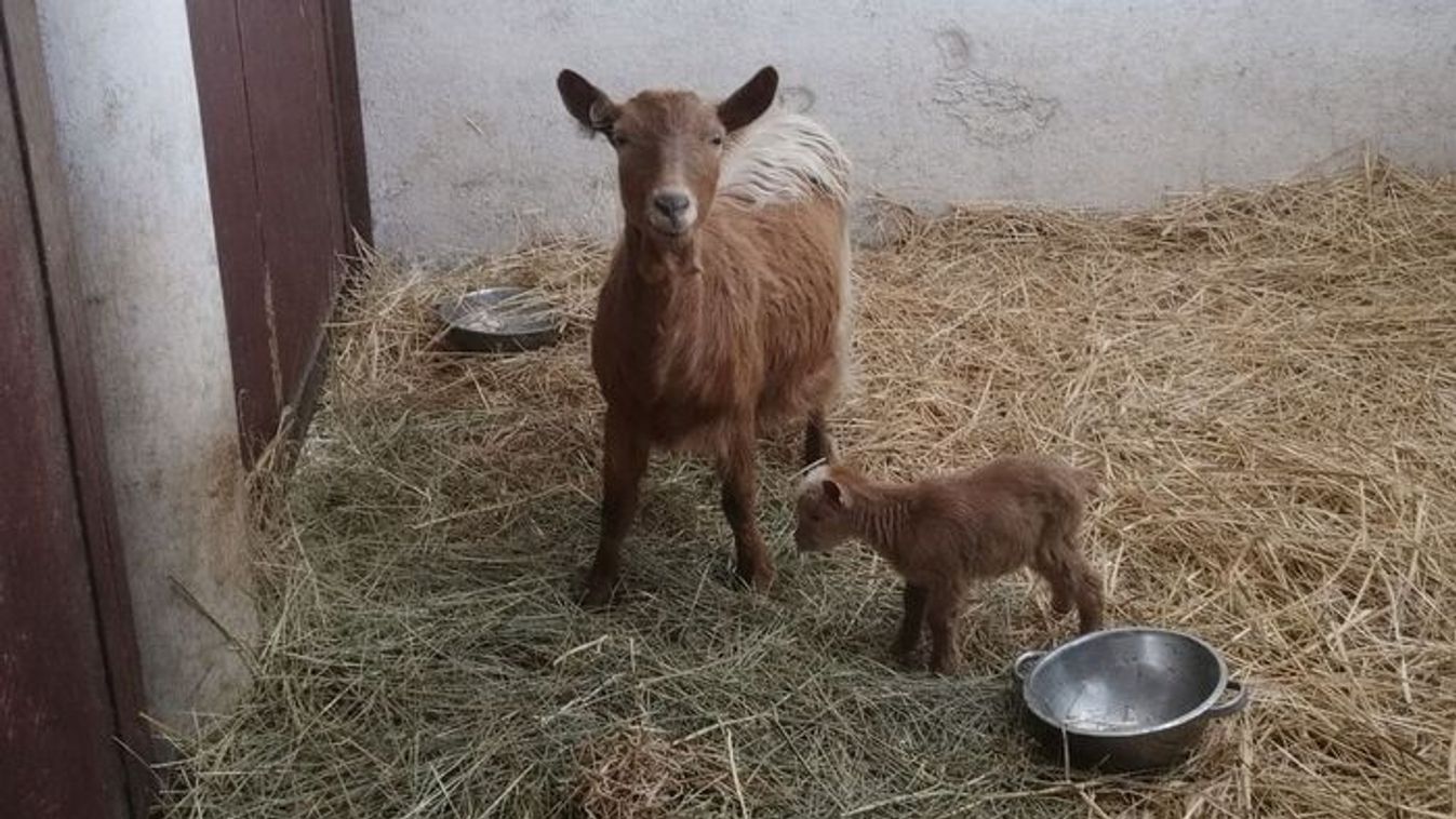 Kecskesajt a napfény városában: A ruzsai kézműves csoda, amely Szegedre is betört