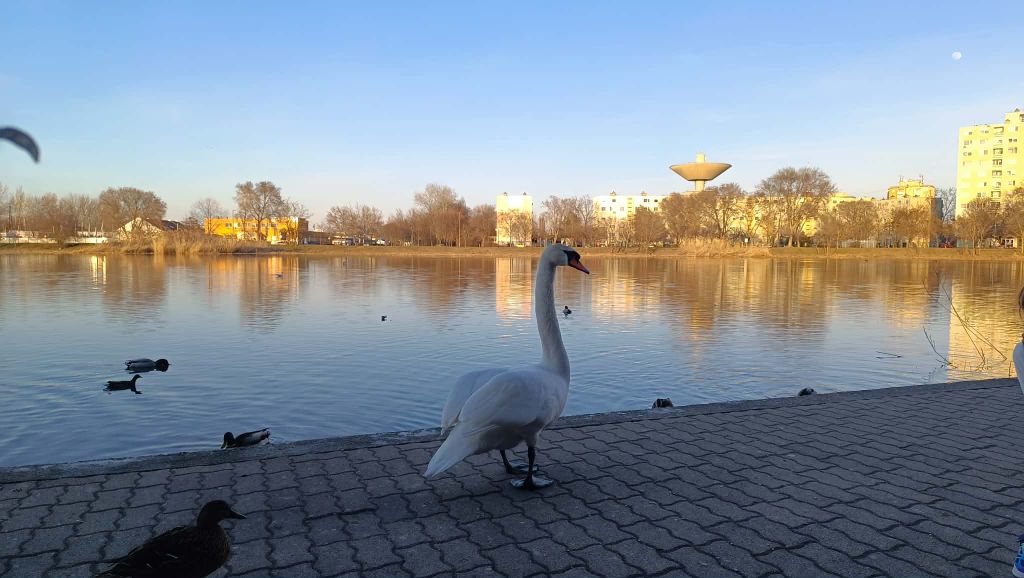 Nem mindennapi látvány fogadja a Szeged Pláza környékén közlekedőket a Búvártó partján.