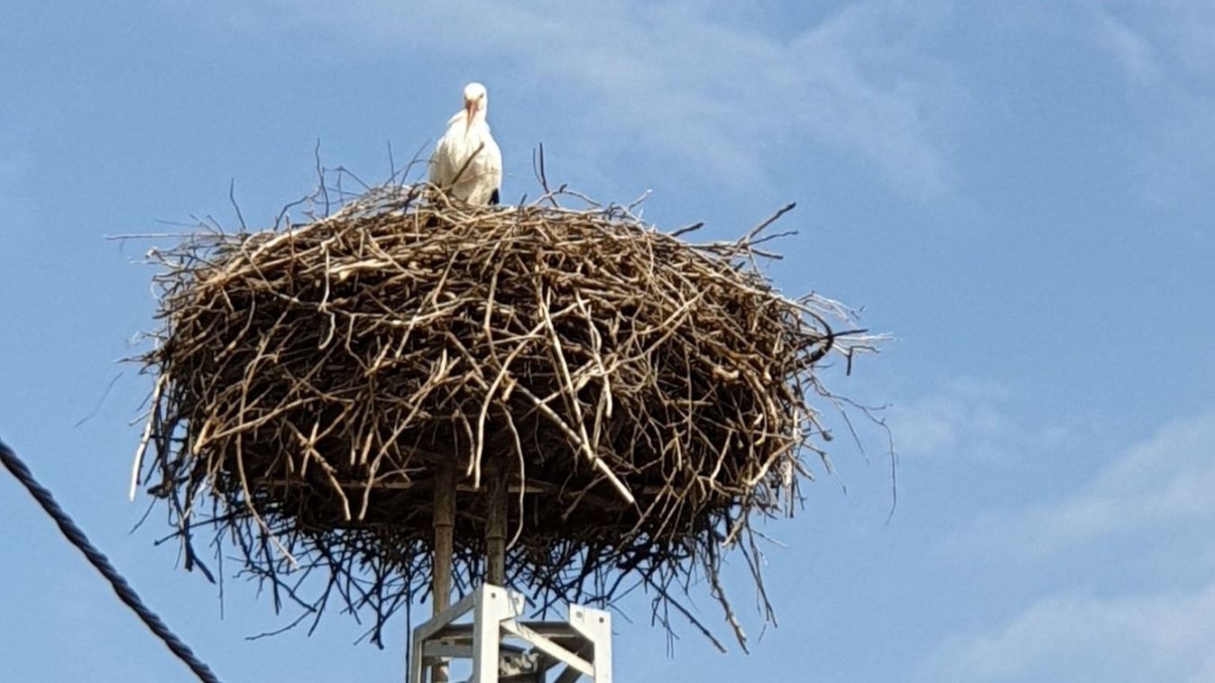 Kimagasló számú gólya kelt tavaly Szegeden, már vissza is tért egy részük