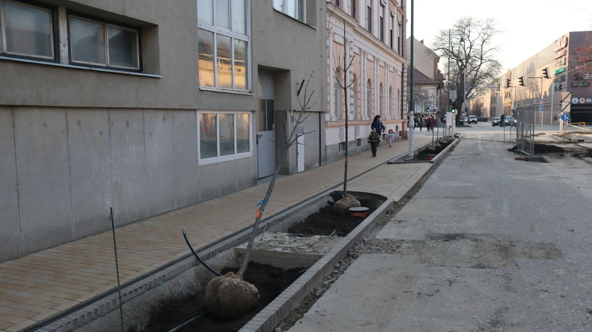 A Gogol utca kőrisfáit a Londoni körút felől kezdték ültetni. (Fotó: Tóth Norbert)
