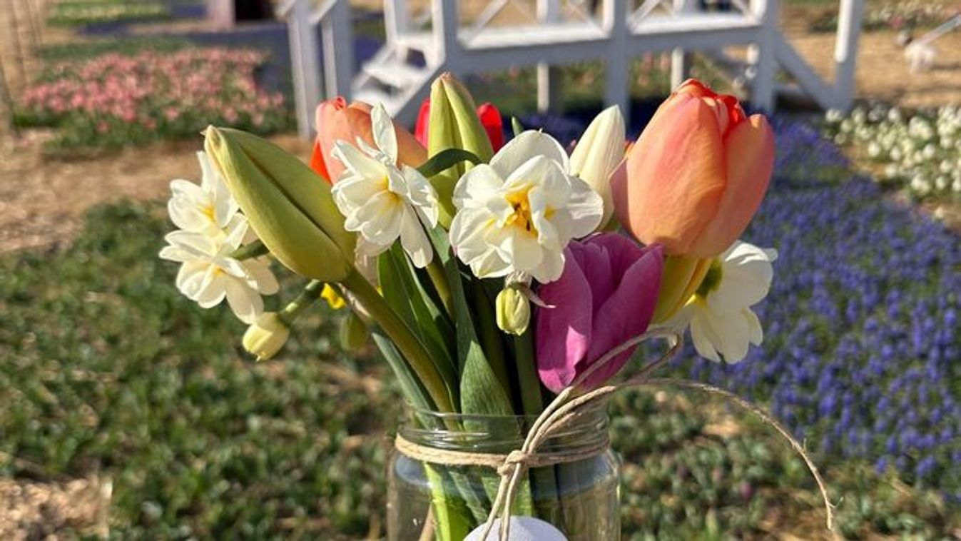 Vége a szezonnak: Ma és holnap látogatható utoljára a nagy tulipánszüret