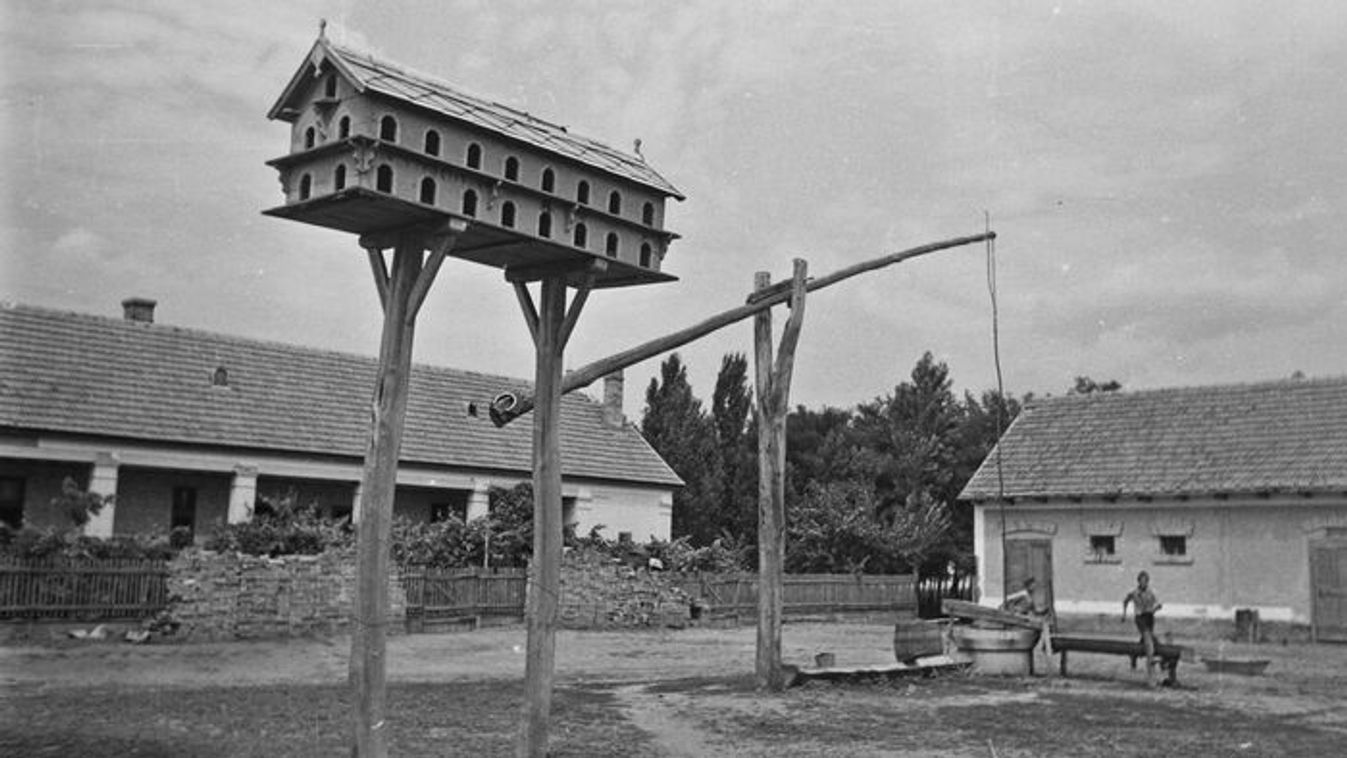 Galambhús a tányéron: A szegedi polgári konyha elfeledett kincse