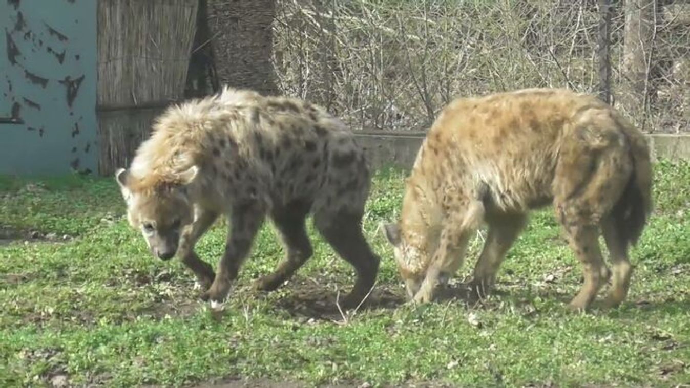 Hiéna és húsvéti tojás: meglepő jelenet Szegeden +videó