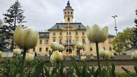 Színes virágpompa a borongós Szegeden: tavaszi hangulat a Széchenyi téren