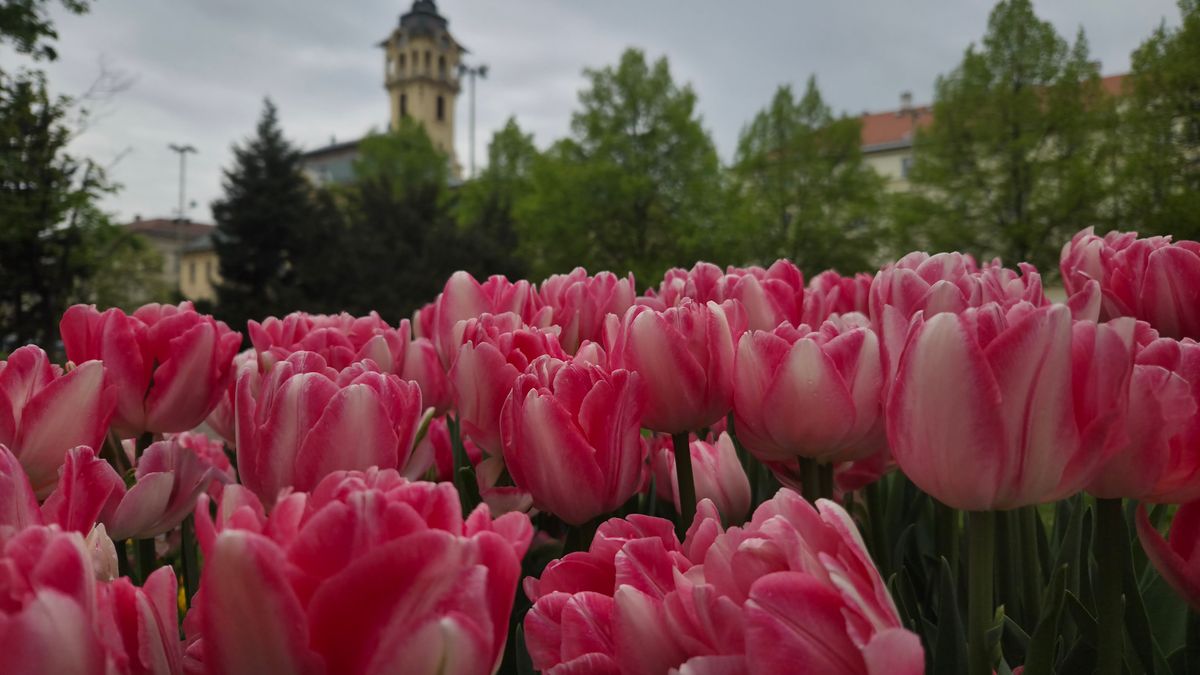 A borongós idő ellenére is csodás a tavasz és a sok tulipán a Széchenyi téren. Fotó: SzegedMA