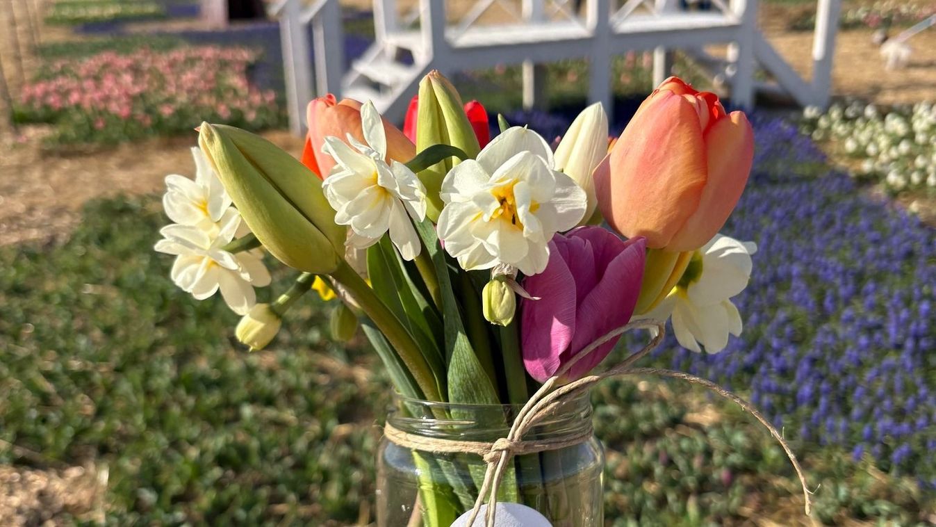 Vége a szezonnak: Ma és holnap látogatható utoljára a nagy tulipánszüret