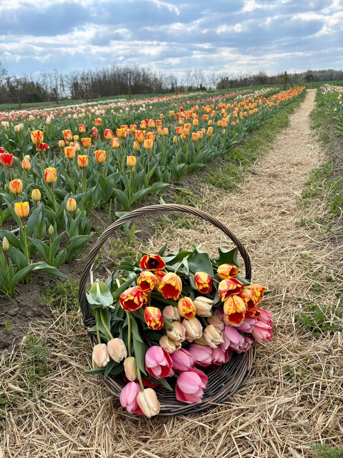 Ez az utolsó esély, hogy friss tulipán kerüljön a vázába a záró hétvégén. Fotó: Facebook/TulipGarden Mórahalom