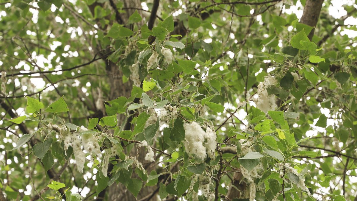 Az áprilisi nyárfa szöszölése mellett sokszor a heves allergia is próbára teszi a szegedieket. Fotó: Délmagyar