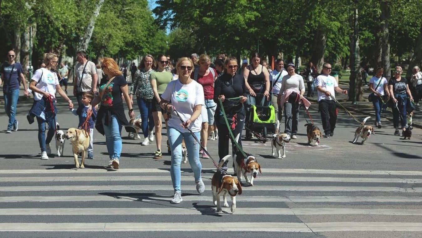 Kutyás sétát tartottak Szegeden a kísérleti állatok világnapján