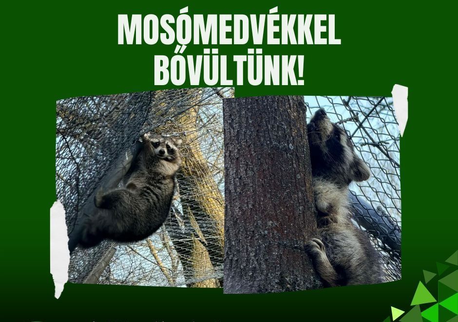 Mosómedvék érkezését jelentette be a Szegedi Vadaspark