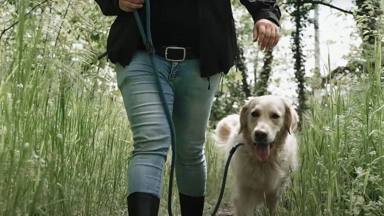 Megjelent a toklász Szegeden, veszélyben lehetnek a kutyák tavasszal