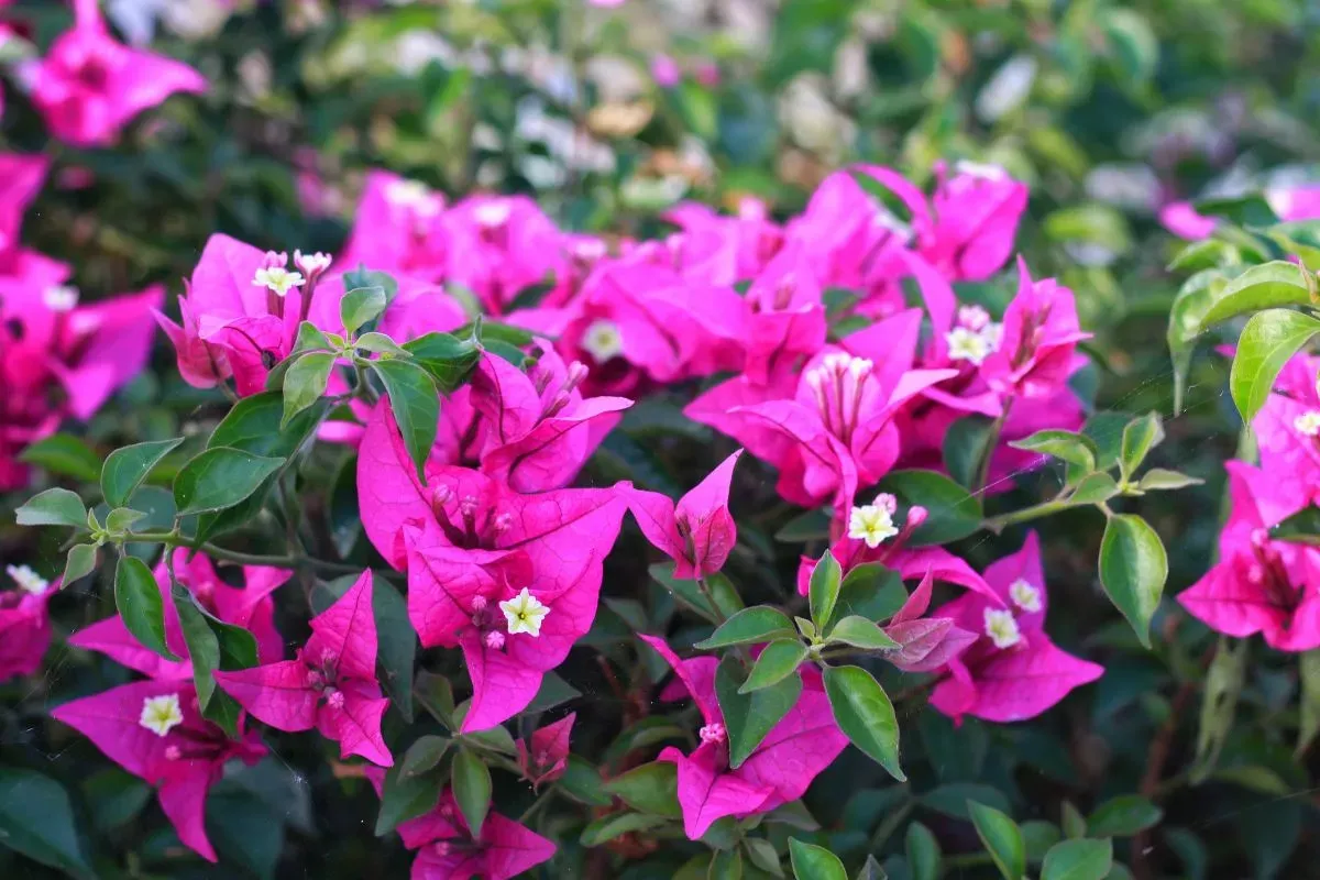 A bougainvillea, más néven murvafürt tökéletes balkonnövény. Fotó: SHUTTERSTOCK