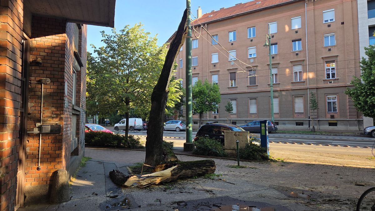 A kedd esti vihar során egy nagyméretű fa hasadt ketté a Tisza Lajos körúton. Fotó: SzegedMa / Juhász Viktor