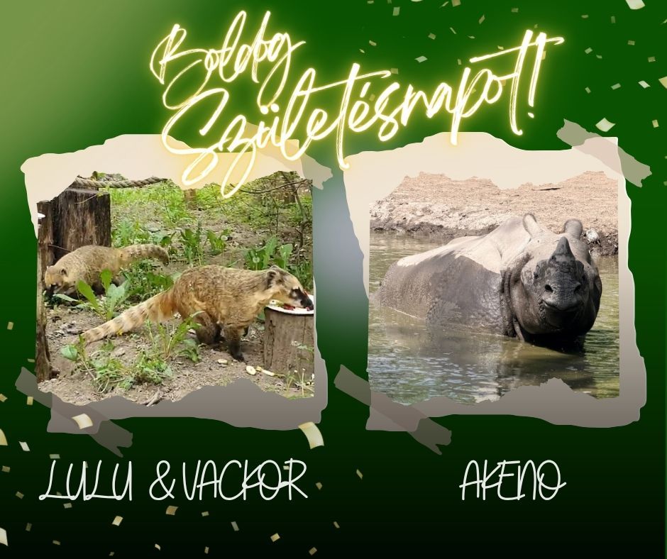 Születésnapos állatokkal ünnepel a Szegedi Vadaspark