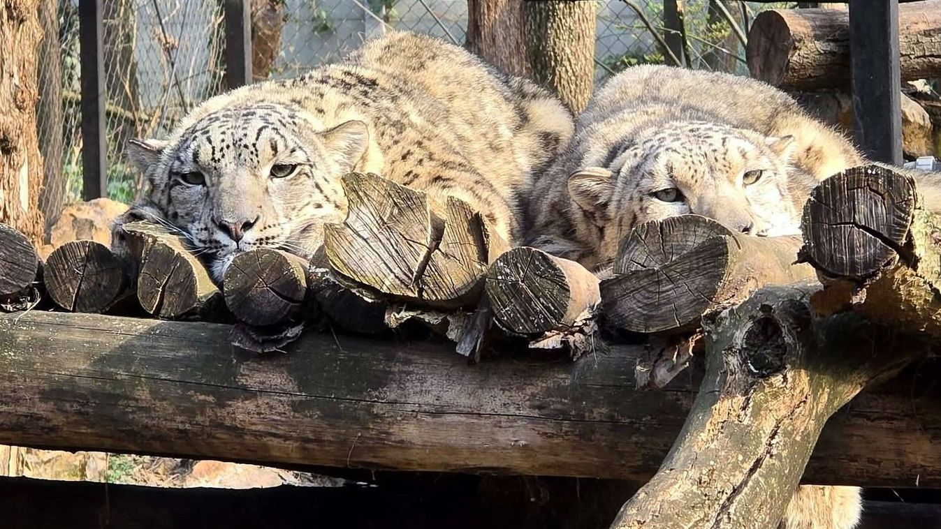 Párba álltak a Szegedi Vadaspark hópárducai +fotó