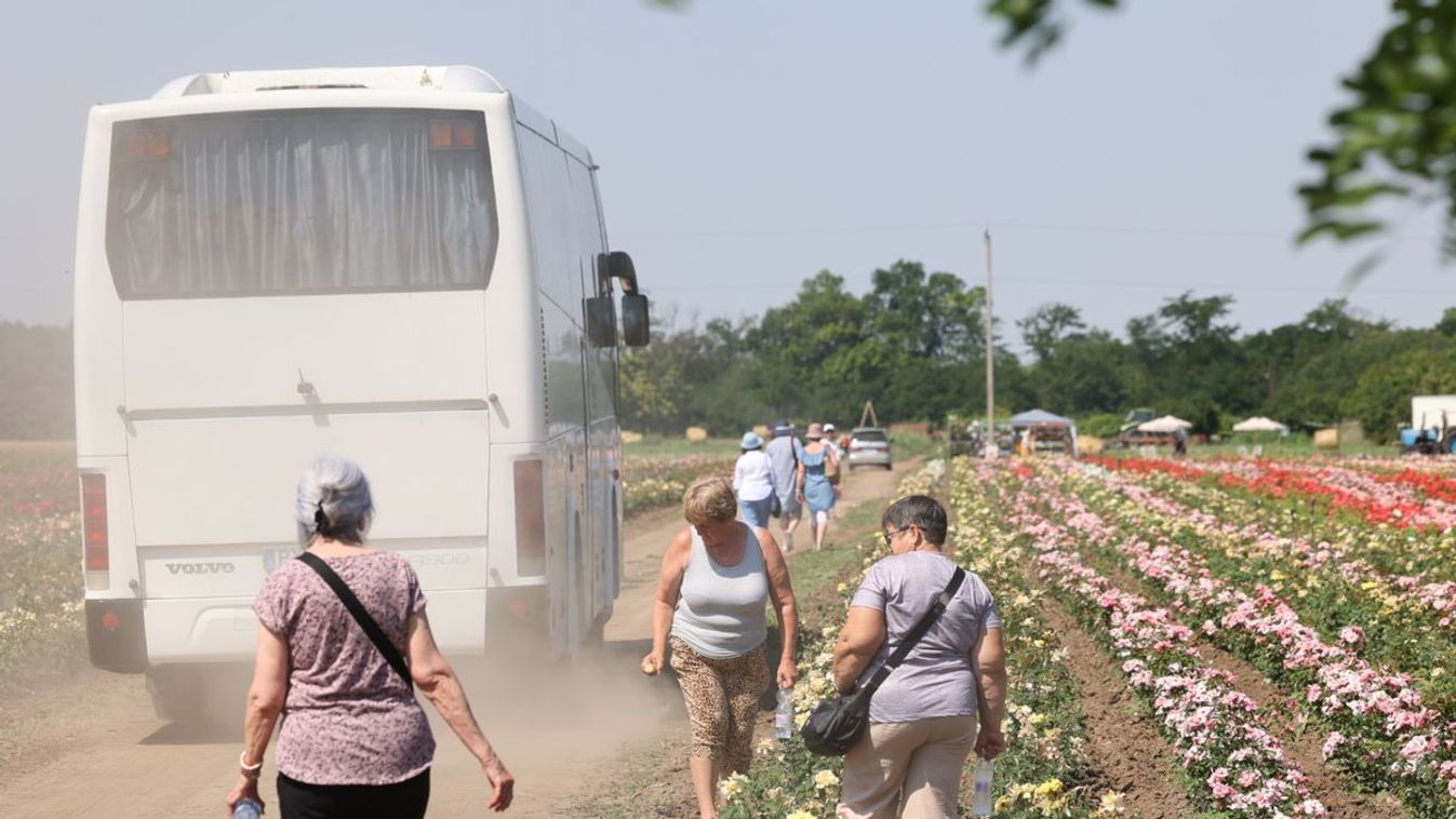 Felvonulás nélkül is sikeres volt a Szőregi Rózsaünnep
