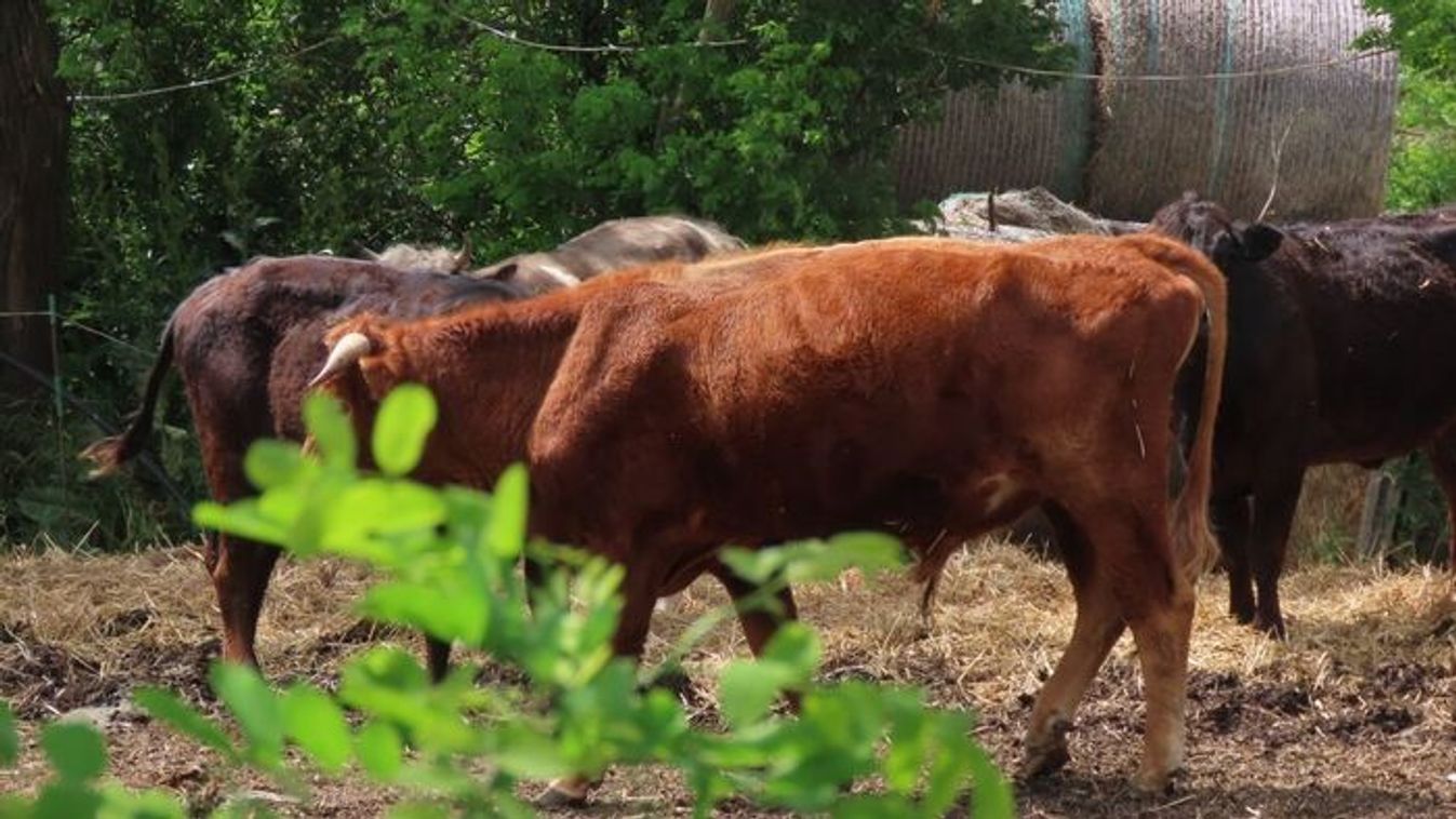 Éheztette és magukra hagyta az állatokat, most bíróság elé állhat