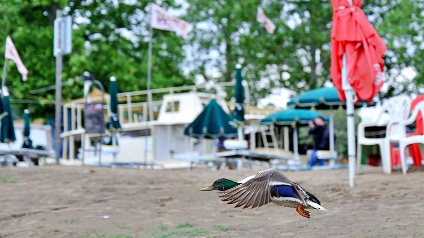 Elrajtolt a strandszezon: újra várja a szegedieket a Lapos Beach