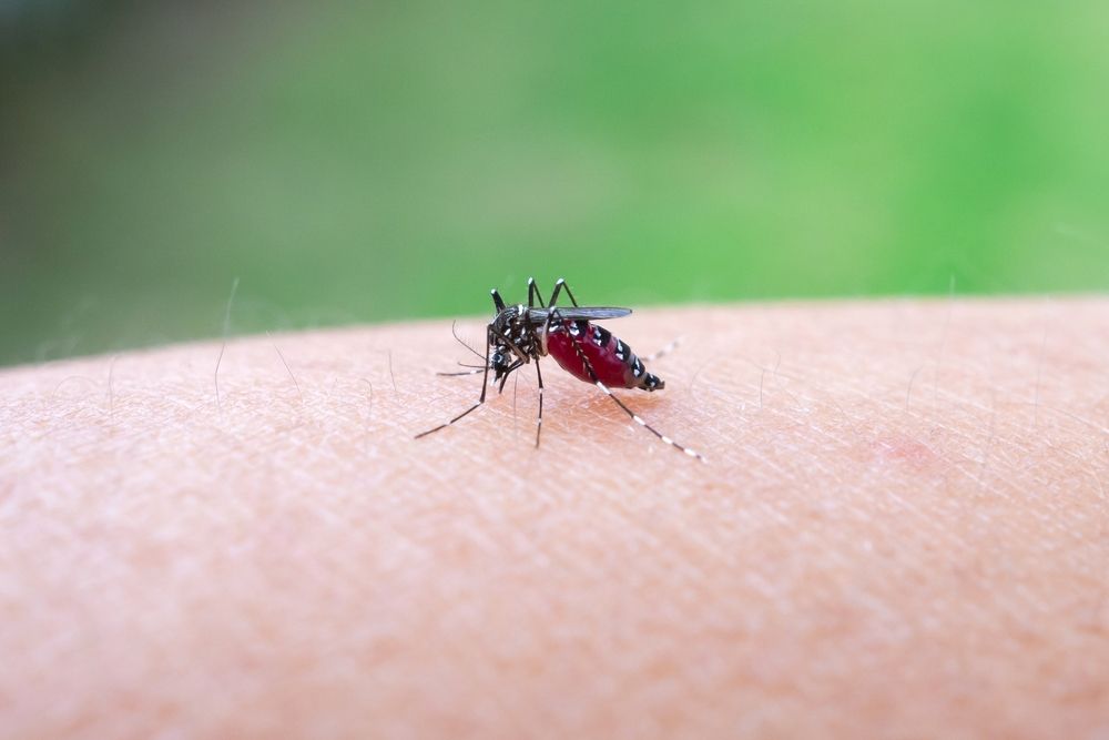 Aedes,Aegypti,Mosquitoes,Bite,On,Human,Arm