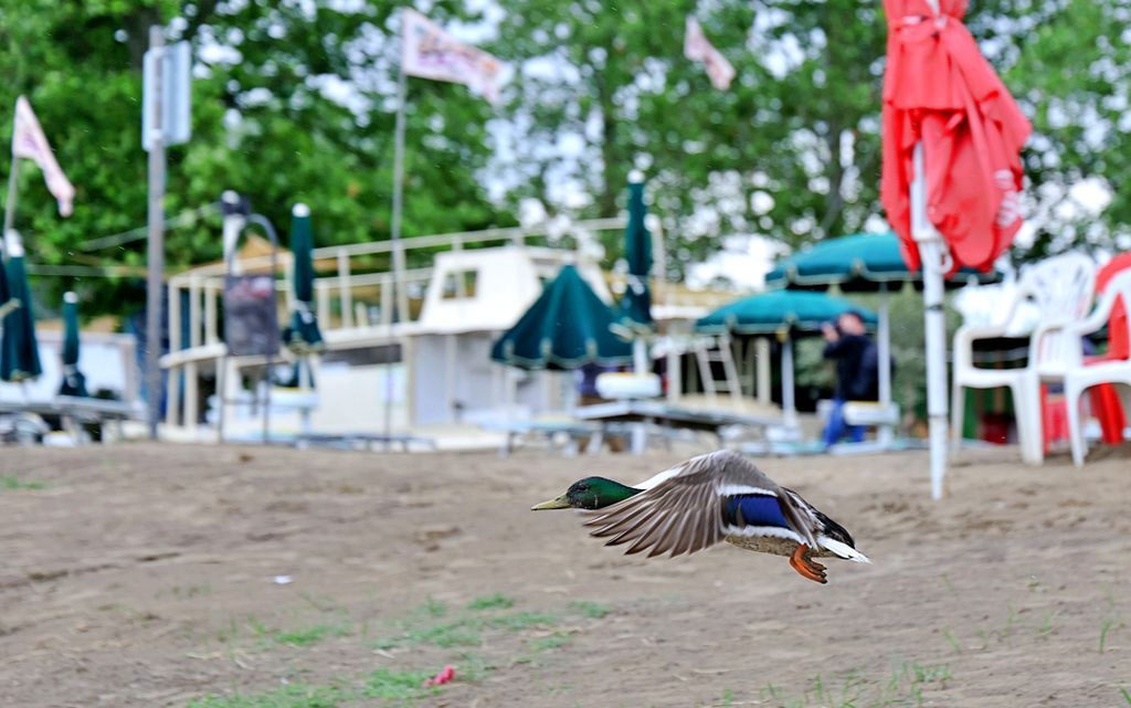 Megnyitott a Lapos Beach, így ismét birtokba vehetik a szegediek a Tisza-parti szabadstrandot.