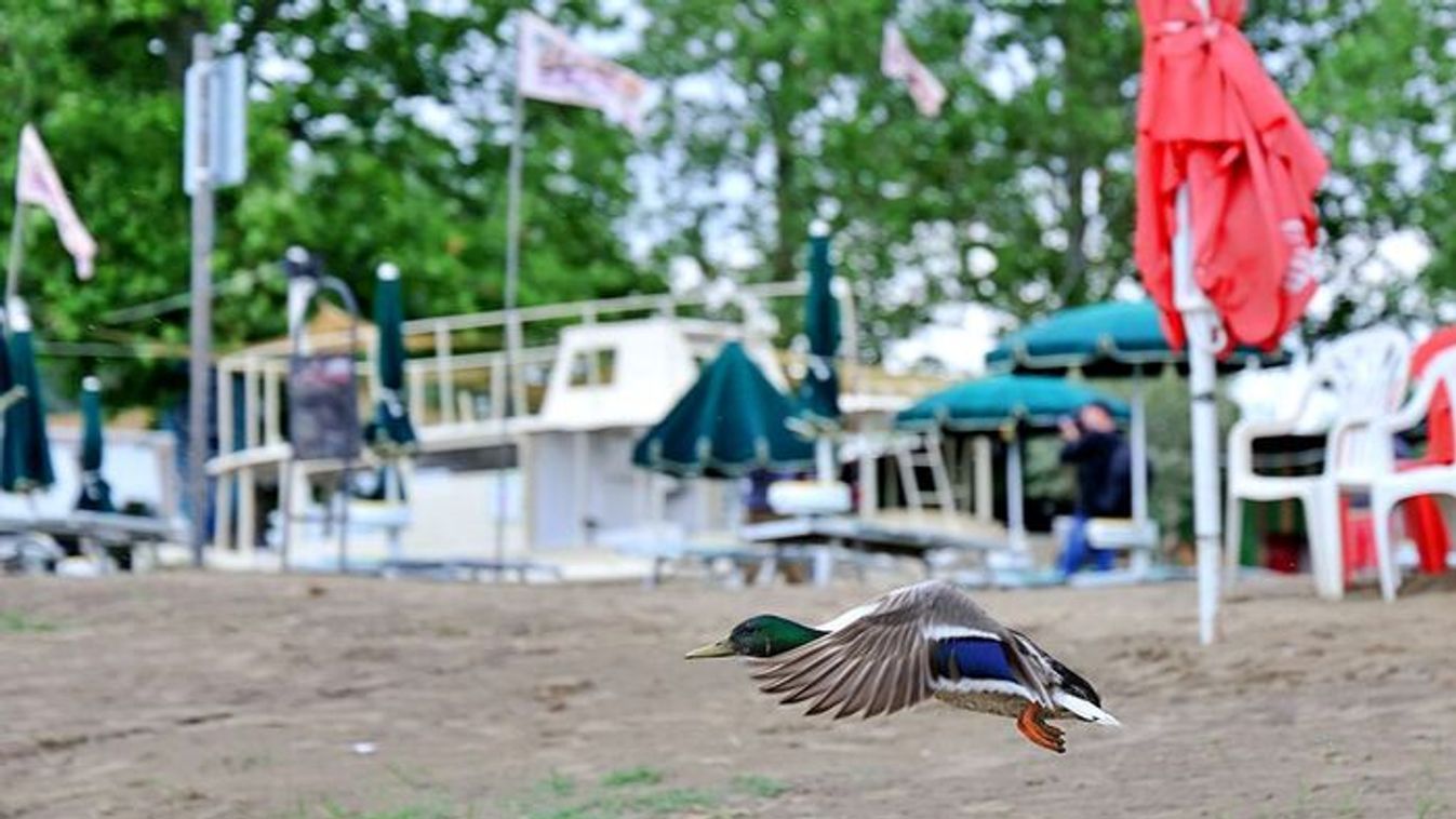 Elrajtolt a strandszezon: újra várja a szegedieket a Lapos Beach