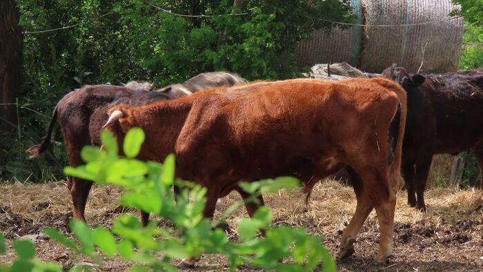 Éheztette és magukra hagyta az állatokat, most bíróság elé állhat